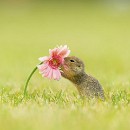 Thomas Bauer - Ziesel