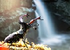 Firefly Hirschkäfer im Gegenlicht vor Wasserfall 79656